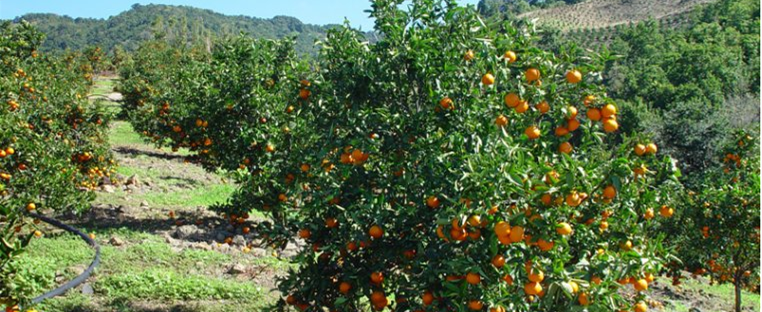 Respectueux des Terres, de la BIO Diversité, des Hommes, des Traditions, des Produits et du Bon Goût